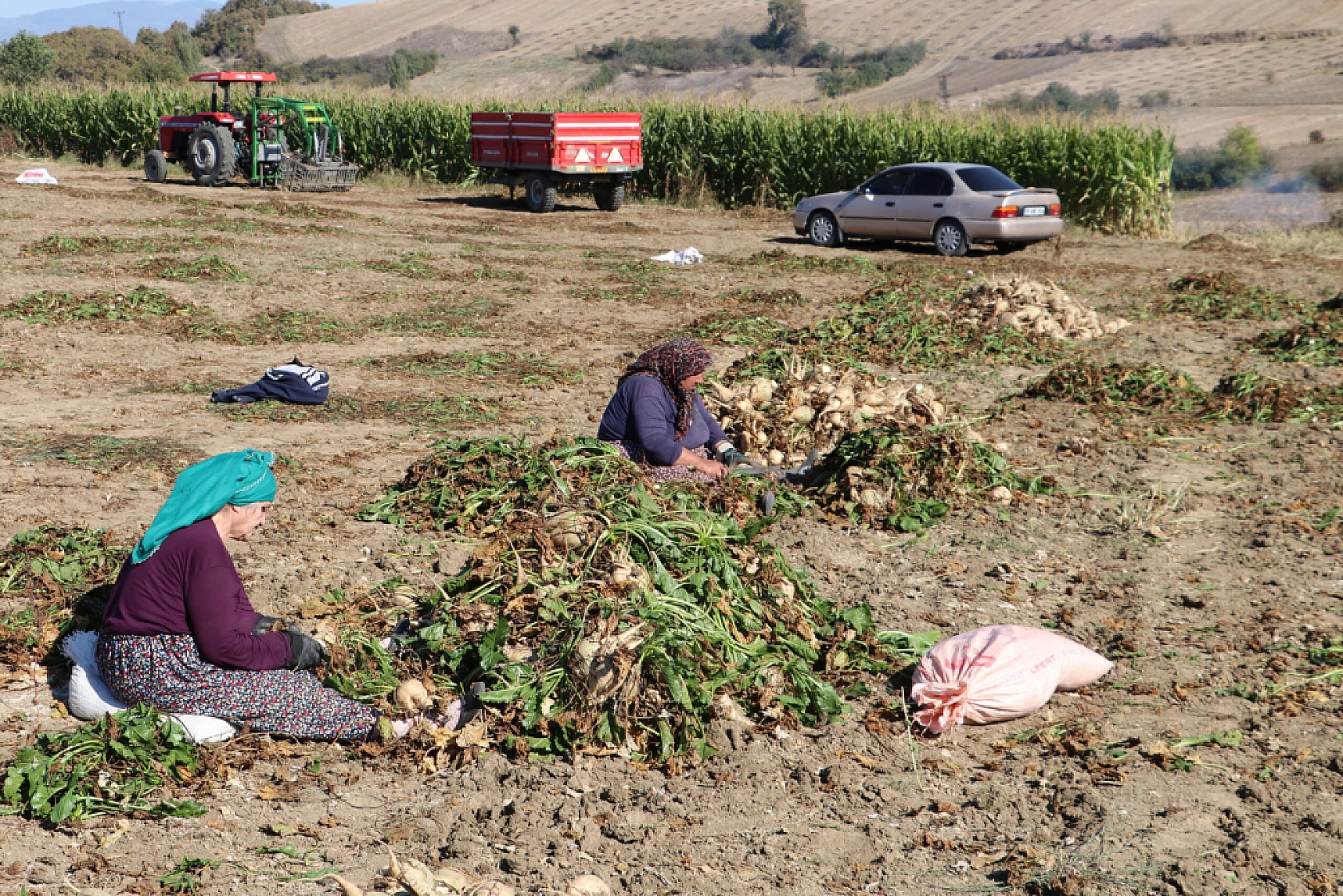 Şeker Pancarında Ödemeler Ne Zaman Yapılacak?