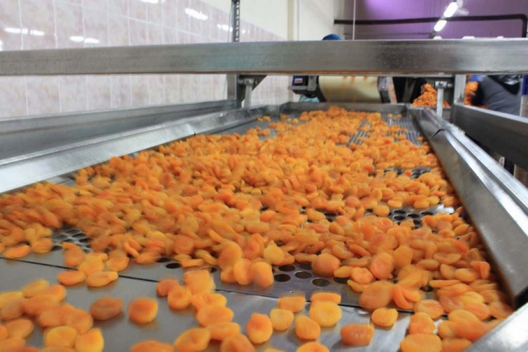 Ağbaba'dan Kayısı Alımı Açıklaması! Fiyatlar Beklentinin Altında!