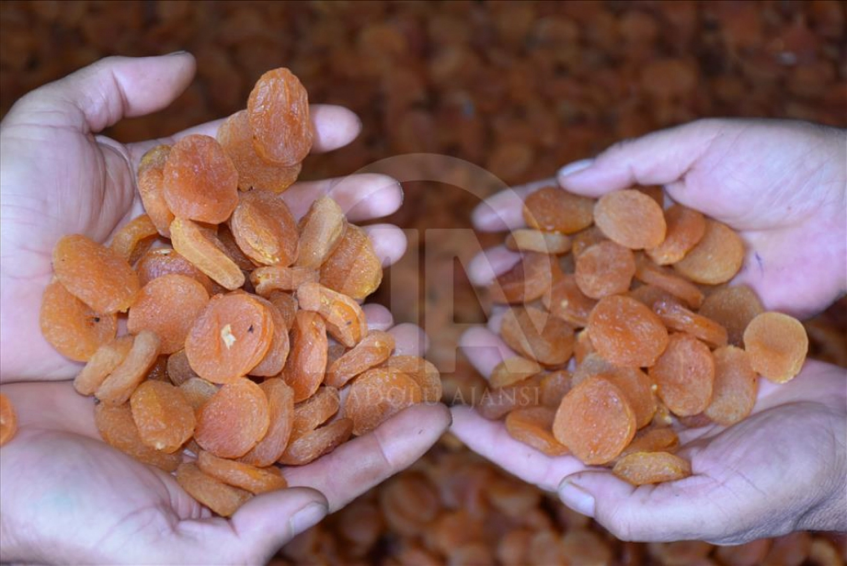 Bahçe ile market arasındaki uçurum derinleşti! Kuru kayısı üreticinin yüzünü güldürmedi!