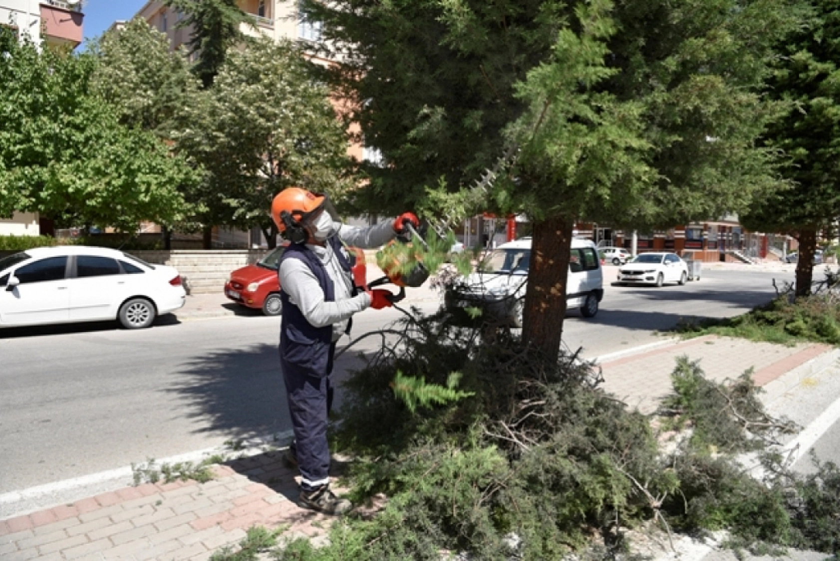 Üreticiler Uyarıldı: Kayısı Ağaçları İçin Tam Zamanı!