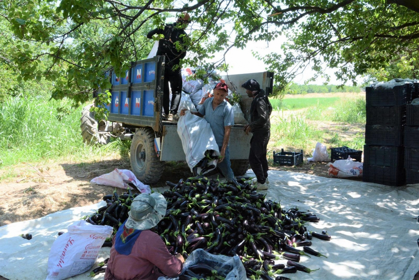 İnce kabuğu, tatlı aromasıyla Malatya'da bir markaya dönüştü
