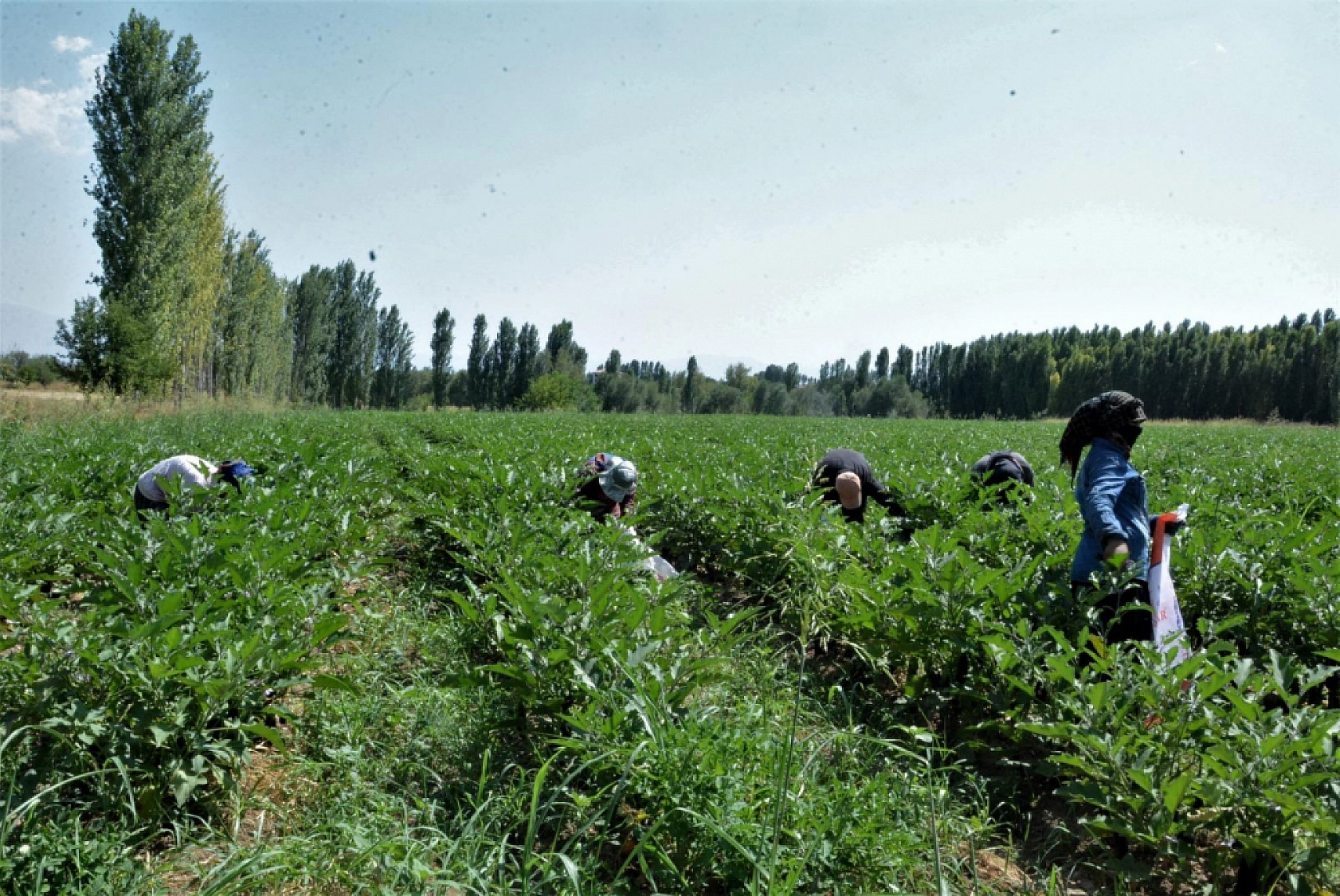 İnce kabuğu, tatlı aromasıyla Malatya'da bir markaya dönüştü