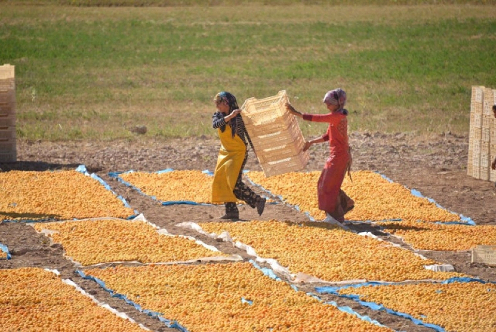 Üreticiye Nefes Aldıracak Destek! Yüzde 75'e Varan Faizsiz Kredi İmkanı Geliyor!