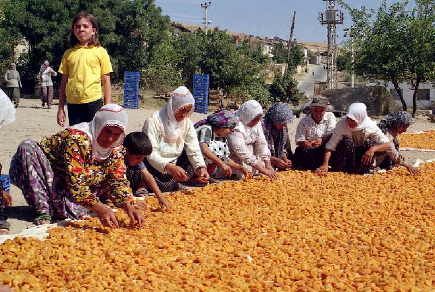 TMO'dan Alım Kararı! Malatya Kayısısı Giresun Fındığının Gölgesinde Kaldı!