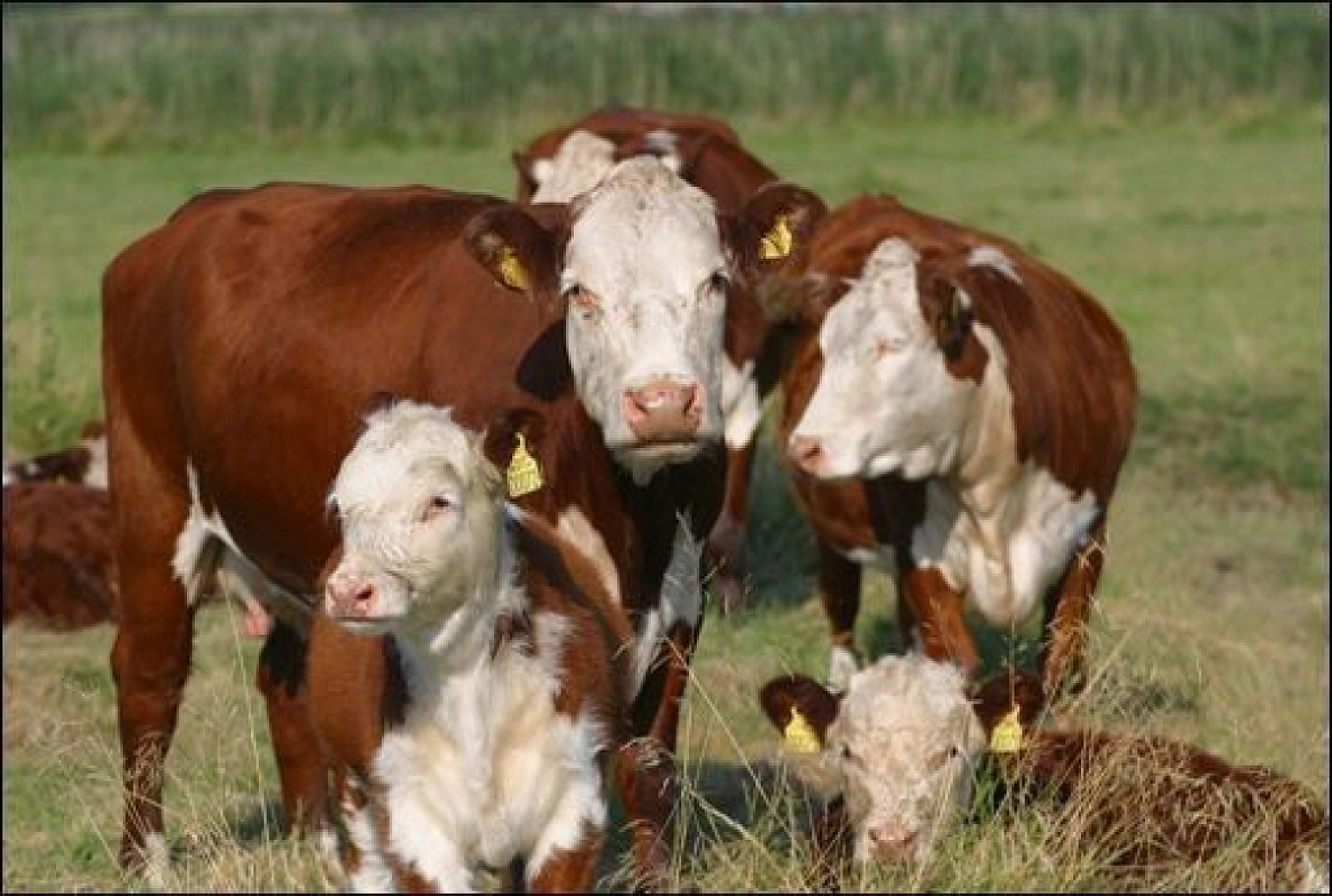 Malatya'da Üreticilere Bin TL Destek! Son Başvuru Tarihi Yaklaşıyor!