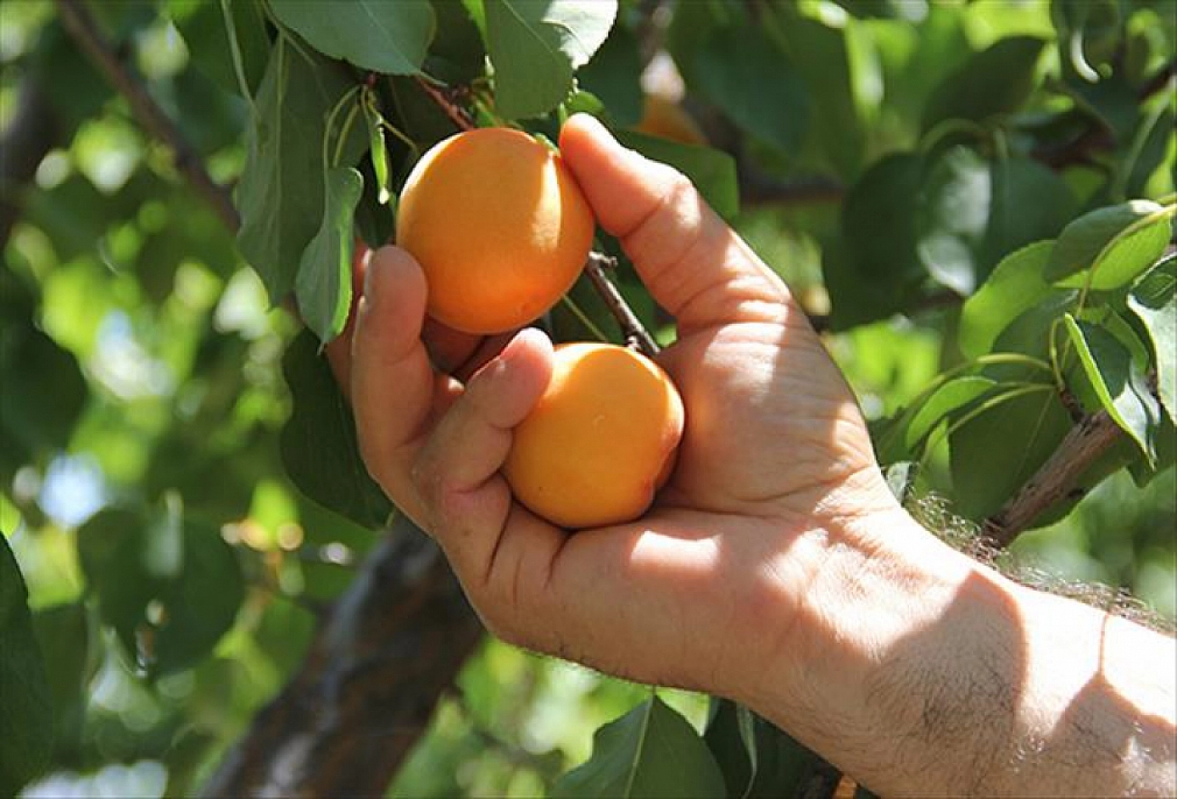'Hani Özbek Kayısısı Gelmemişti?'