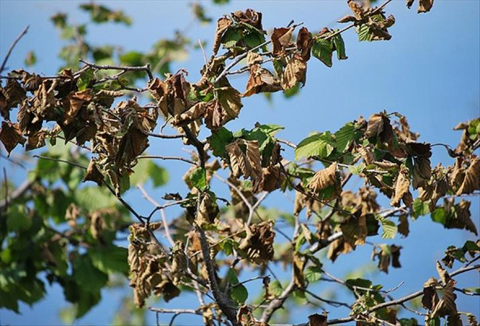 Malatya'da borcu olan çiftçiler dikkat! Artık verilmeyecek…