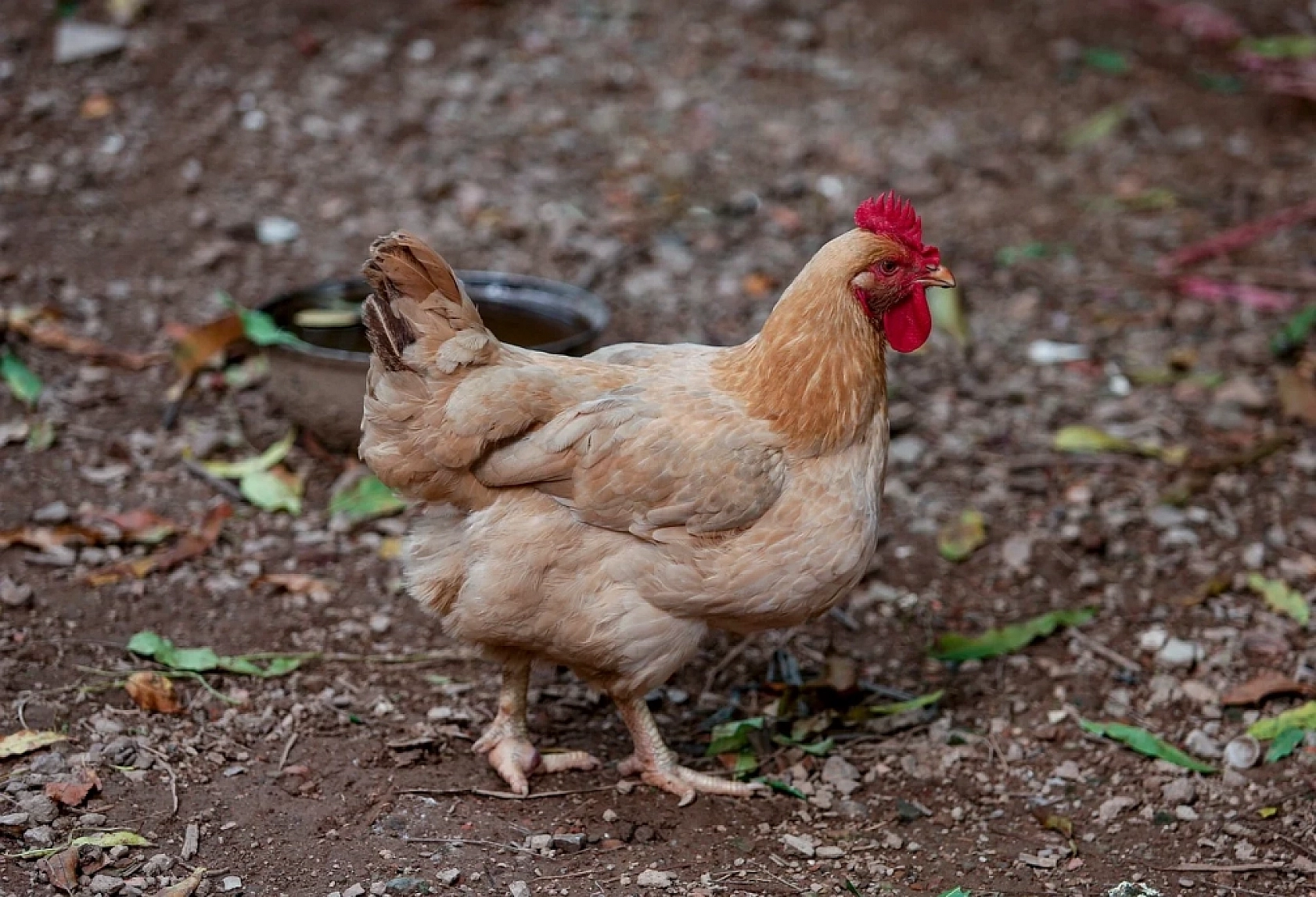 Sofralarımızın Vazgeçilmezi Tehlikede Mi?