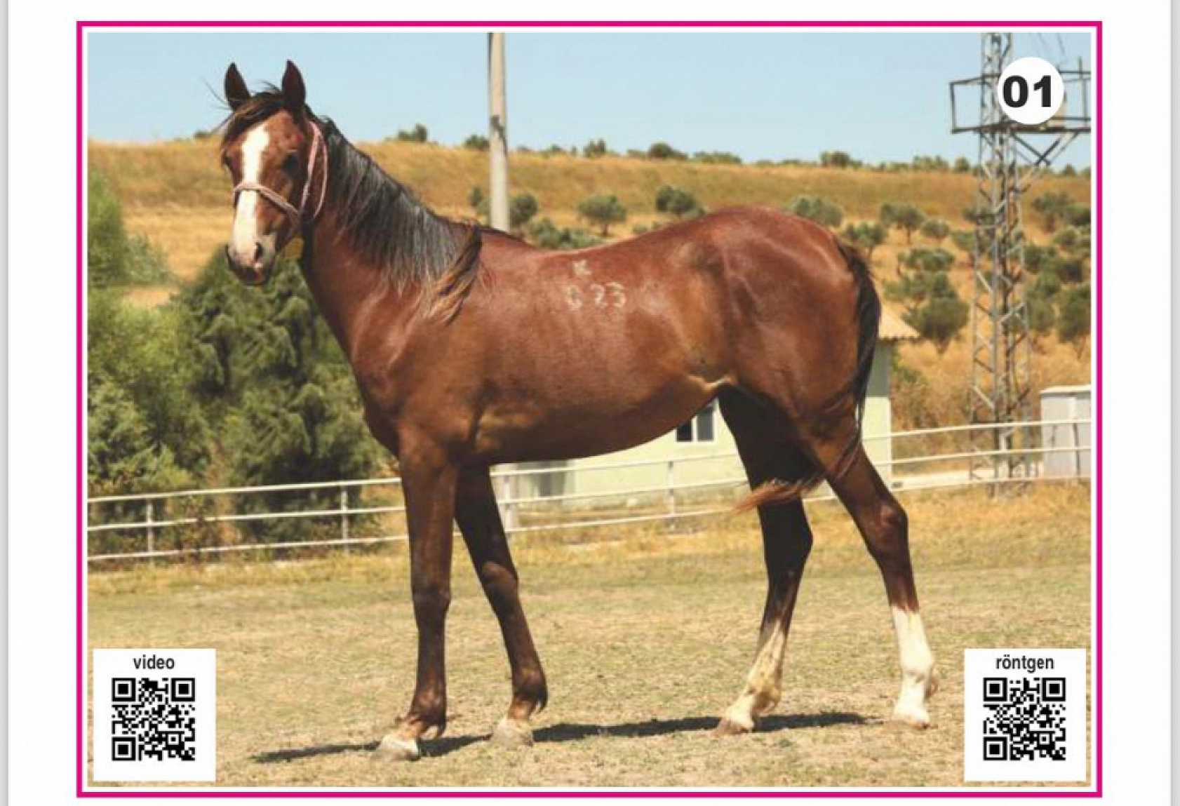 Hayallerinizi Ertelemeyin: Bu İhaleyi Kaçırmayın! İşte Taylar ve Özellikleri...