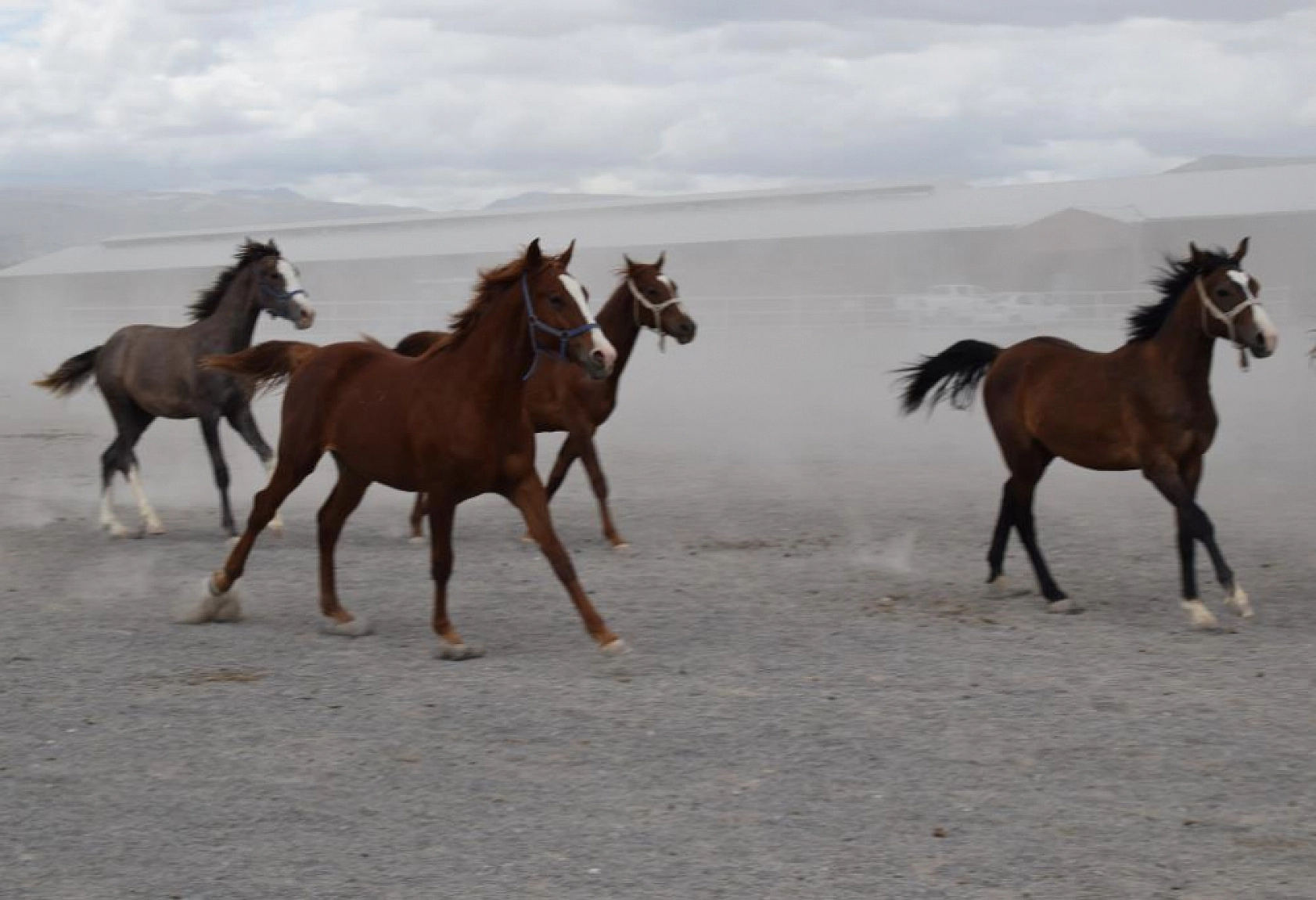 124 Arap tayı açık artırmayla satışa sunulacak!