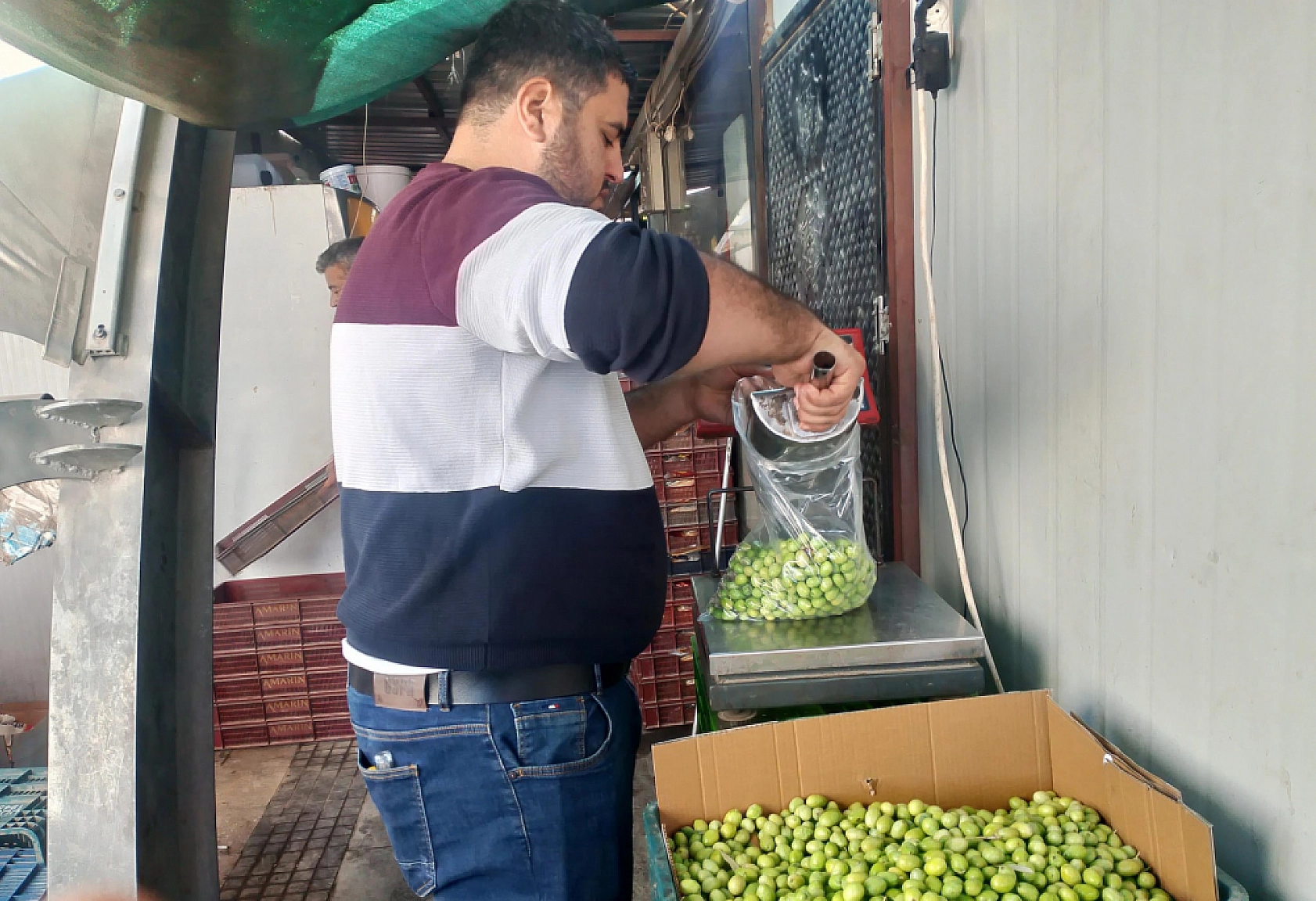 Hatay'da hasat edildi! Malatya'nın Gözdesi Oldu: Kilosu 110 TL'den Satışta…