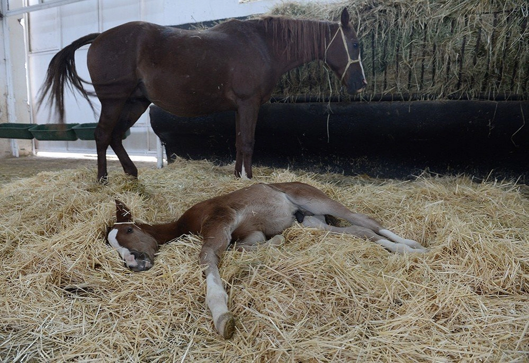 95 şampiyon adayı tay dünyaya geldi