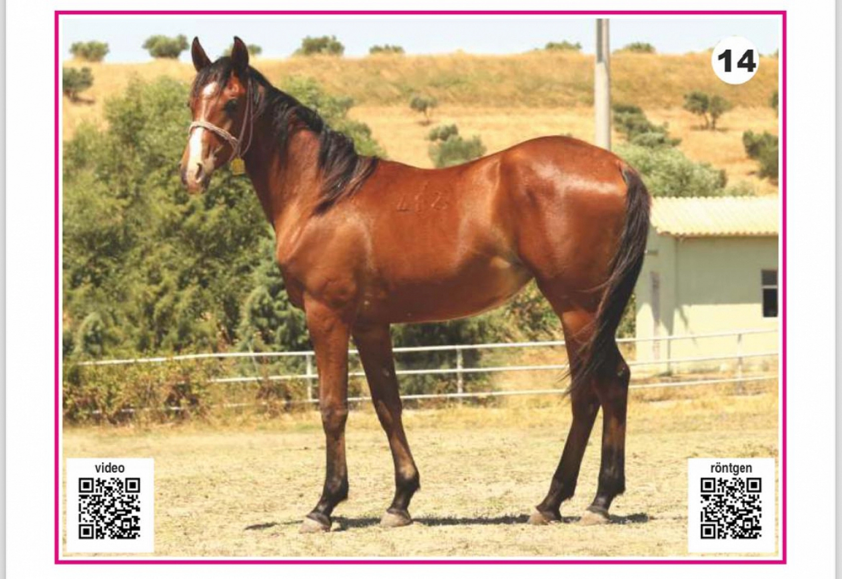 Hayallerinizi Ertelemeyin: Bu İhaleyi Kaçırmayın! İşte Taylar ve Özellikleri...