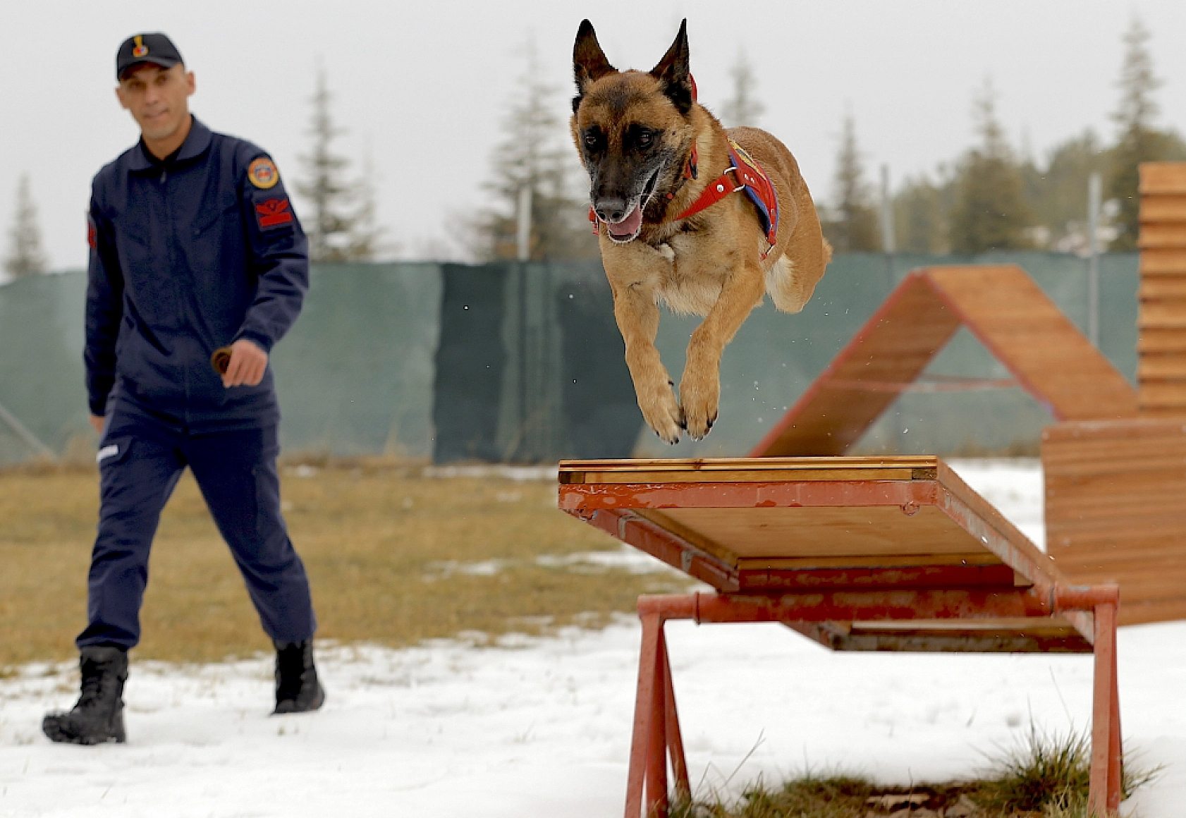 Malatya'nın kahraman köpeği Sima! Afetlerde görev başında