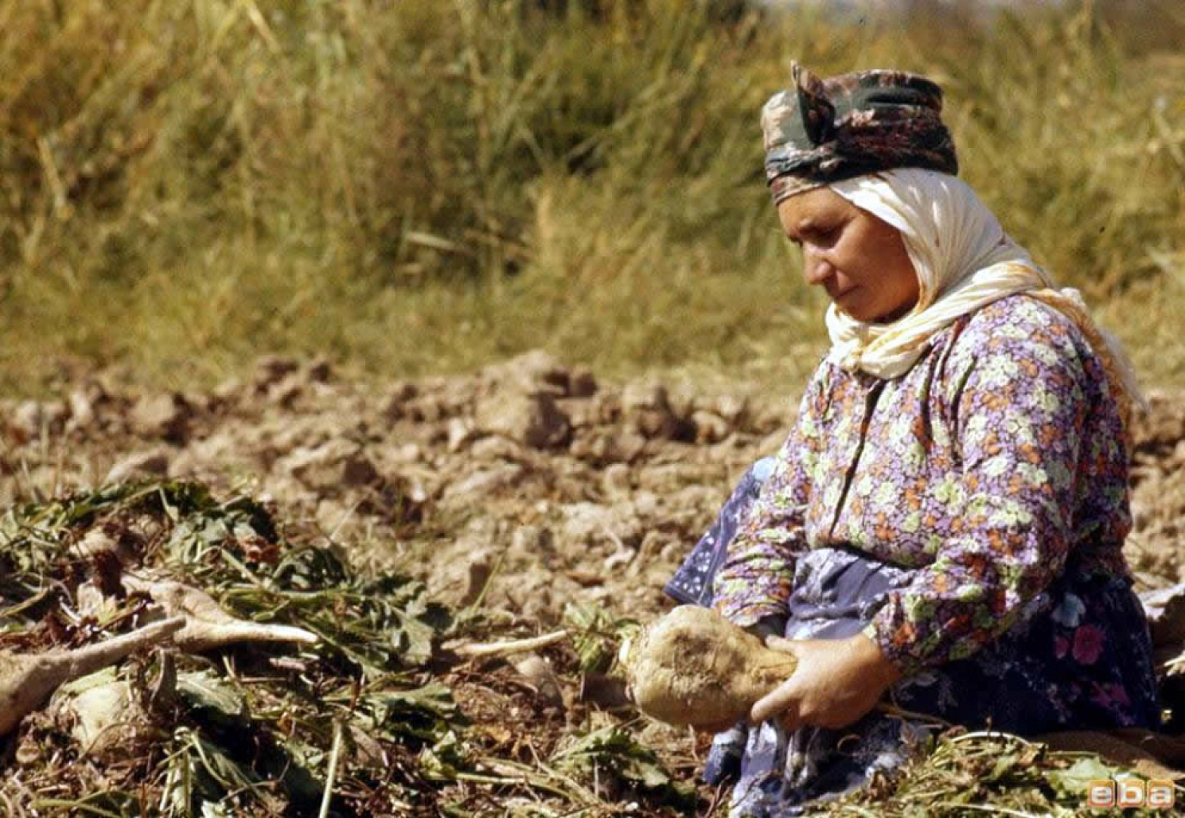 Malatya'da Pancar Alım Fiyatı Beklentiyi Karşıladı Mı? Üretici Ne Diyor?
