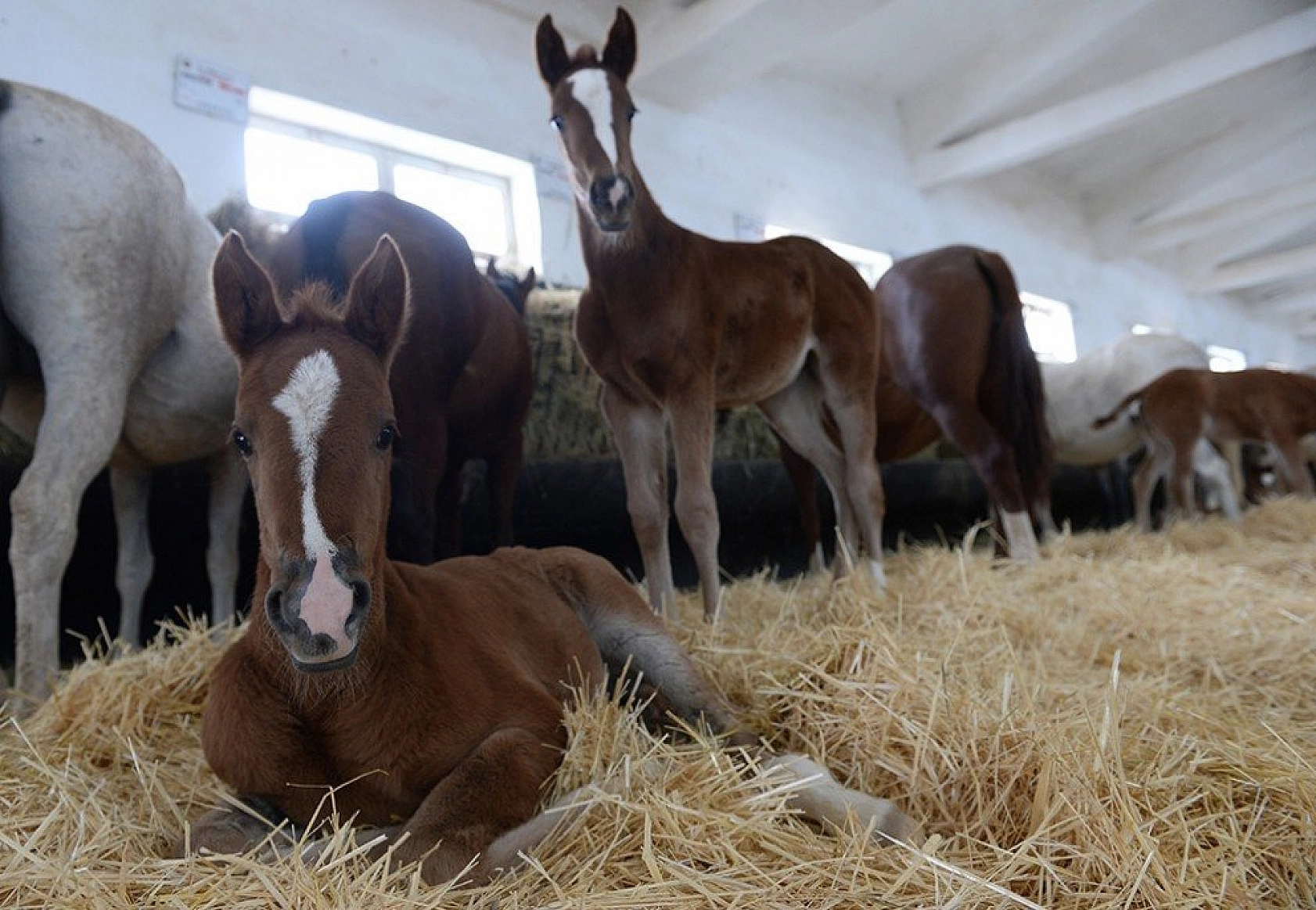 95 şampiyon adayı tay dünyaya geldi