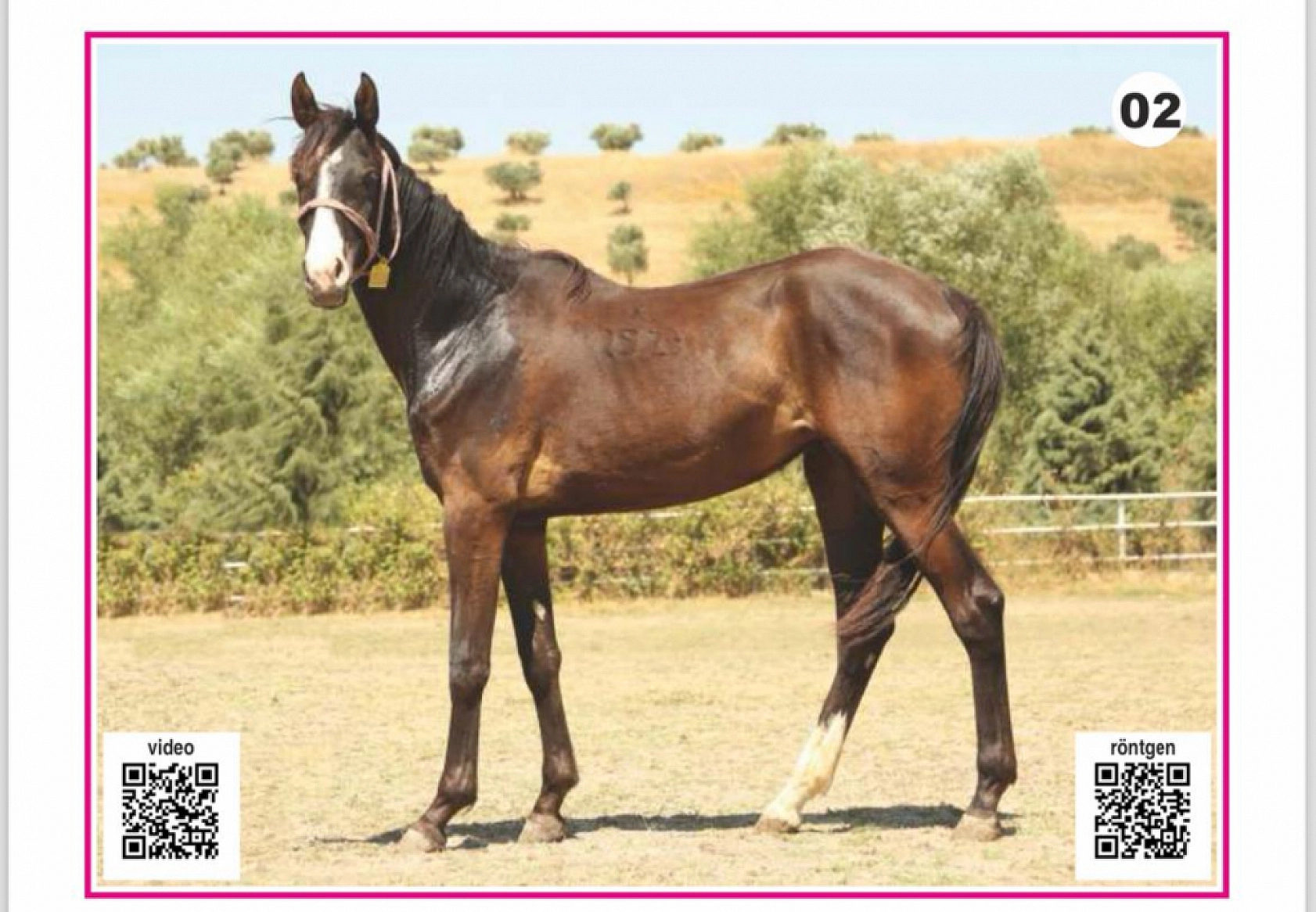 Hayallerinizi Ertelemeyin: Bu İhaleyi Kaçırmayın! İşte Taylar ve Özellikleri...