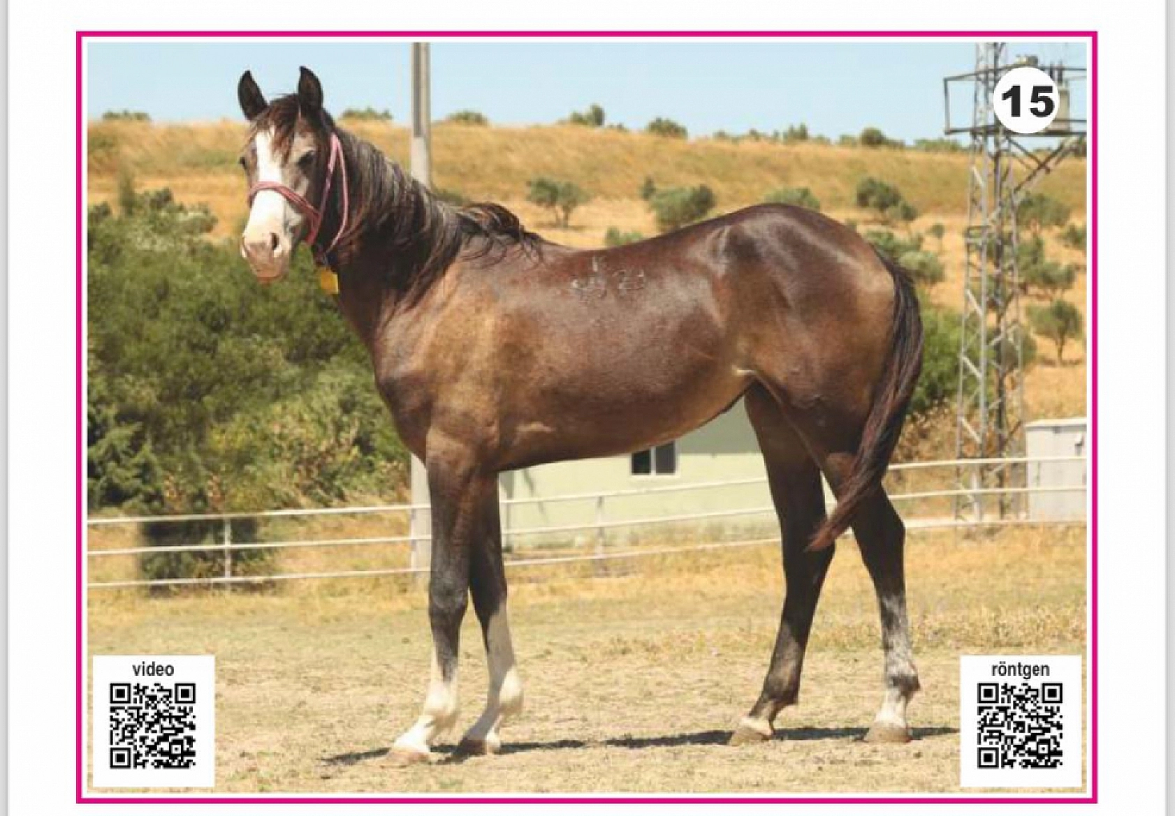 Hayallerinizi Ertelemeyin: Bu İhaleyi Kaçırmayın! İşte Taylar ve Özellikleri...