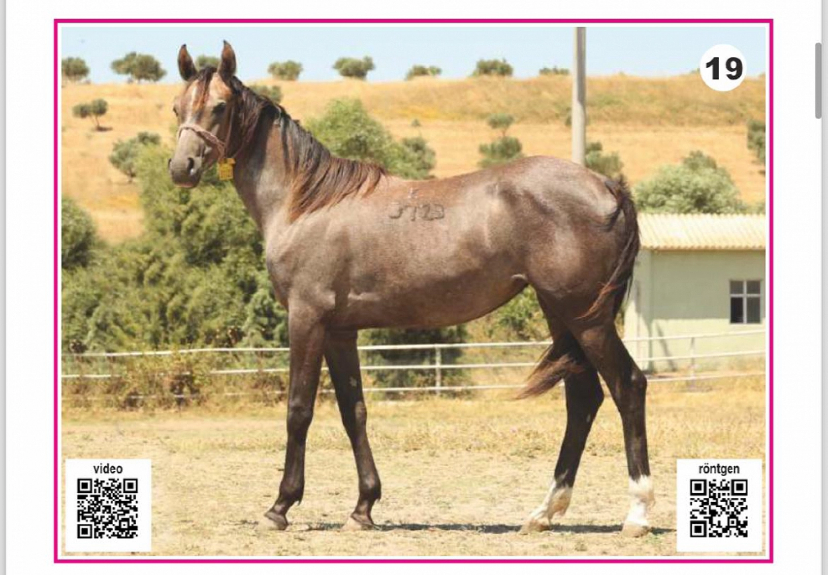 Hayallerinizi Ertelemeyin: Bu İhaleyi Kaçırmayın! İşte Taylar ve Özellikleri...