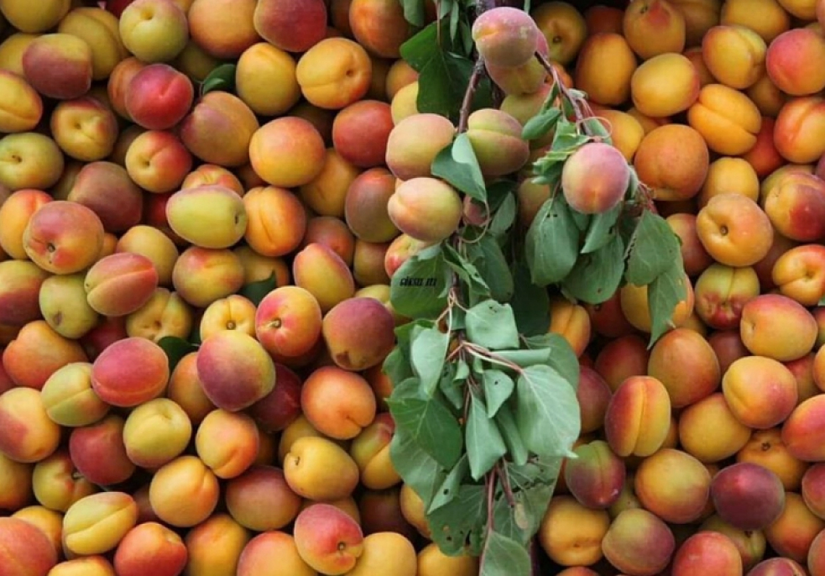 Kayısı İhracatçının Elinde Oyuncak Oldu! Çiftçiye Komik Rakamlar Sunuldu!