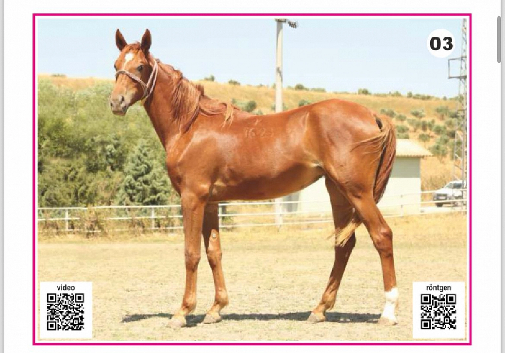 Hayallerinizi Ertelemeyin: Bu İhaleyi Kaçırmayın! İşte Taylar ve Özellikleri...