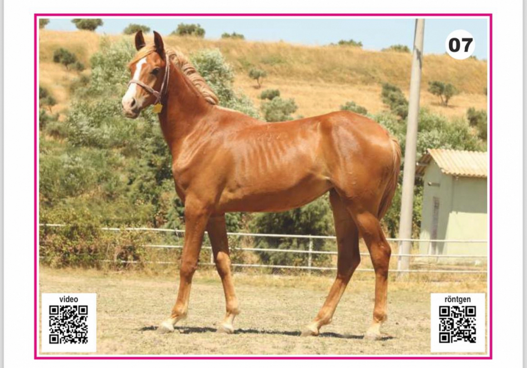 Hayallerinizi Ertelemeyin: Bu İhaleyi Kaçırmayın! İşte Taylar ve Özellikleri...