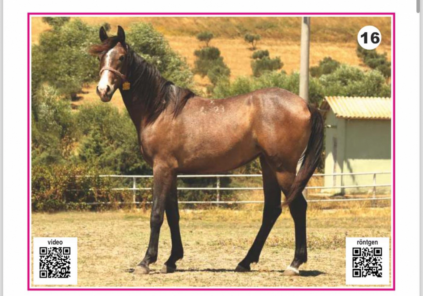 Hayallerinizi Ertelemeyin: Bu İhaleyi Kaçırmayın! İşte Taylar ve Özellikleri...