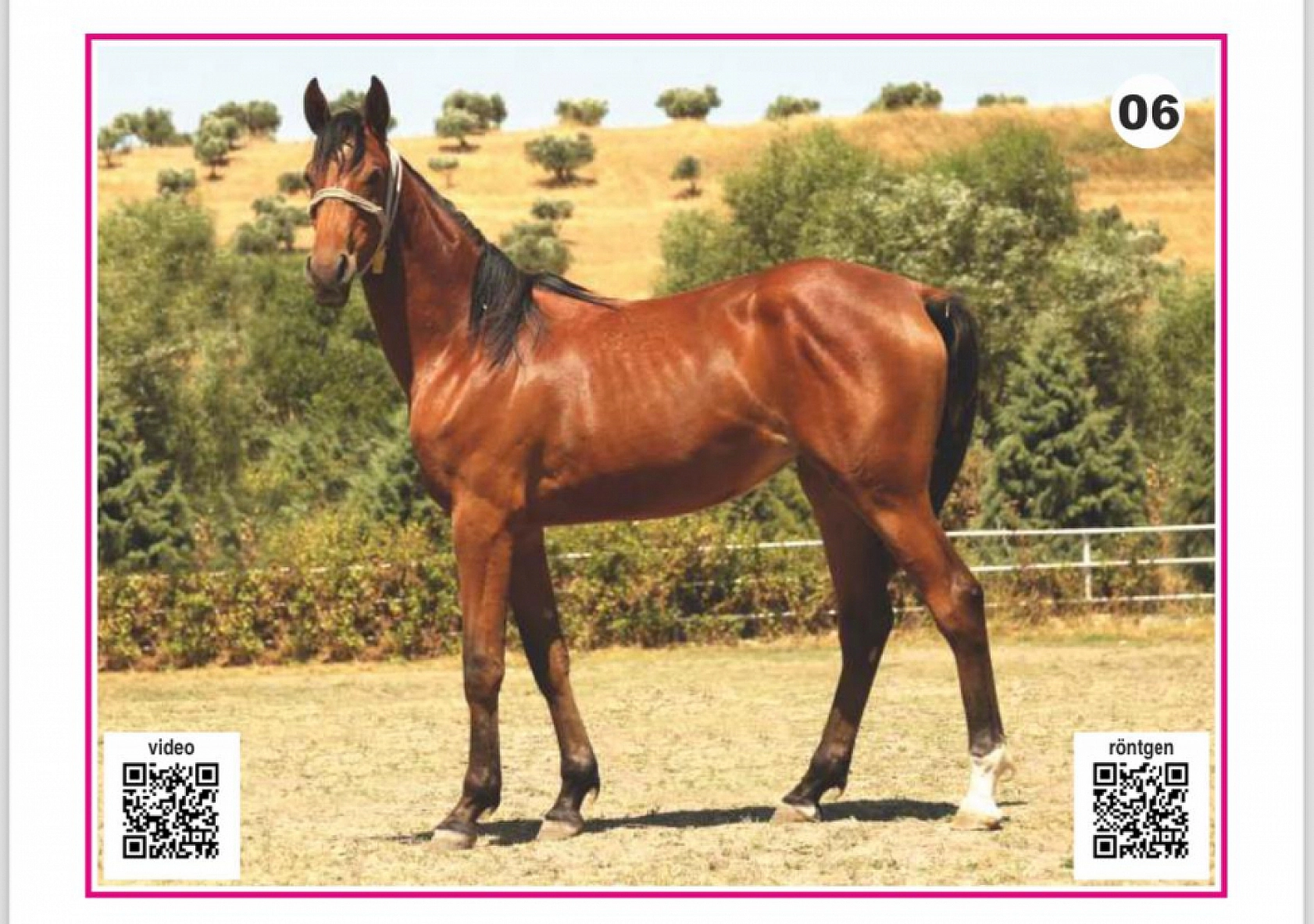 Hayallerinizi Ertelemeyin: Bu İhaleyi Kaçırmayın! İşte Taylar ve Özellikleri...