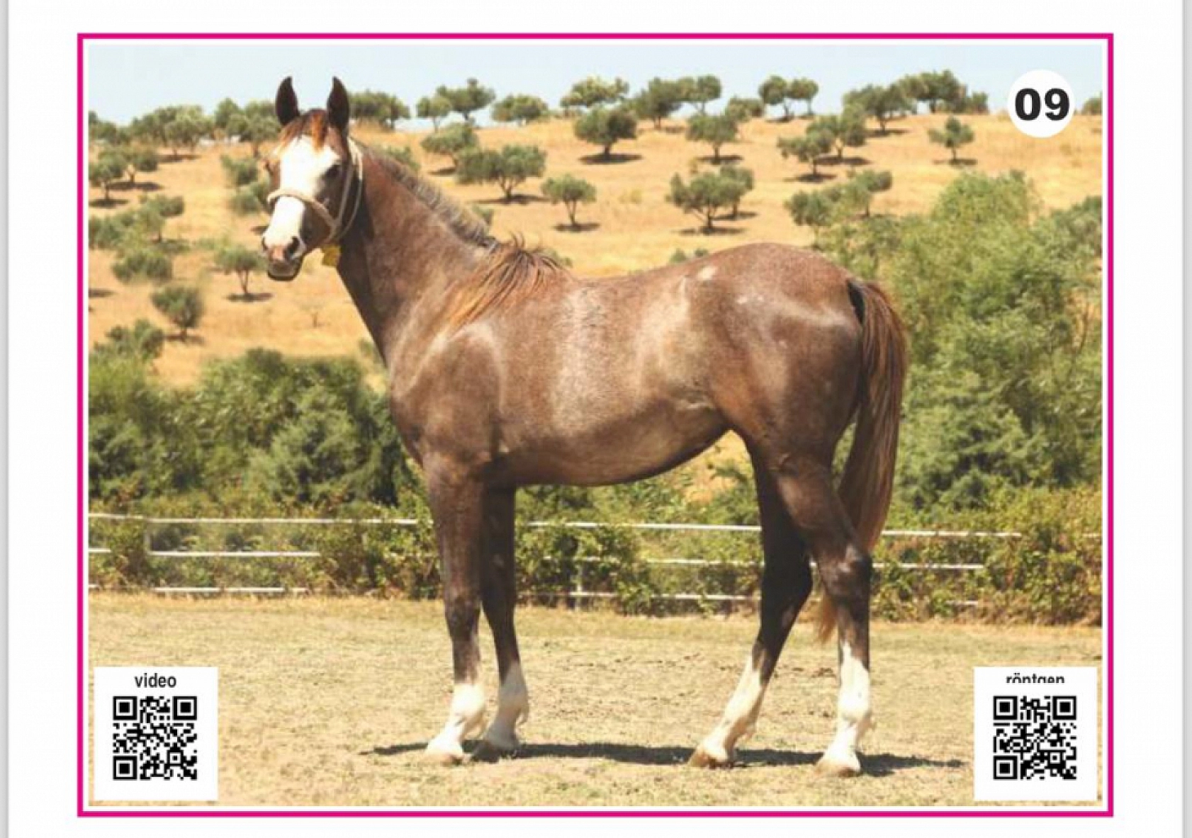 Hayallerinizi Ertelemeyin: Bu İhaleyi Kaçırmayın! İşte Taylar ve Özellikleri...