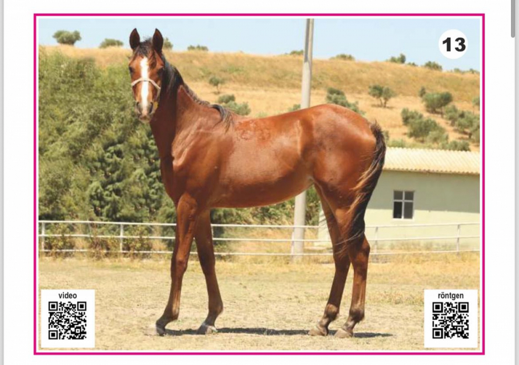 Hayallerinizi Ertelemeyin: Bu İhaleyi Kaçırmayın! İşte Taylar ve Özellikleri...