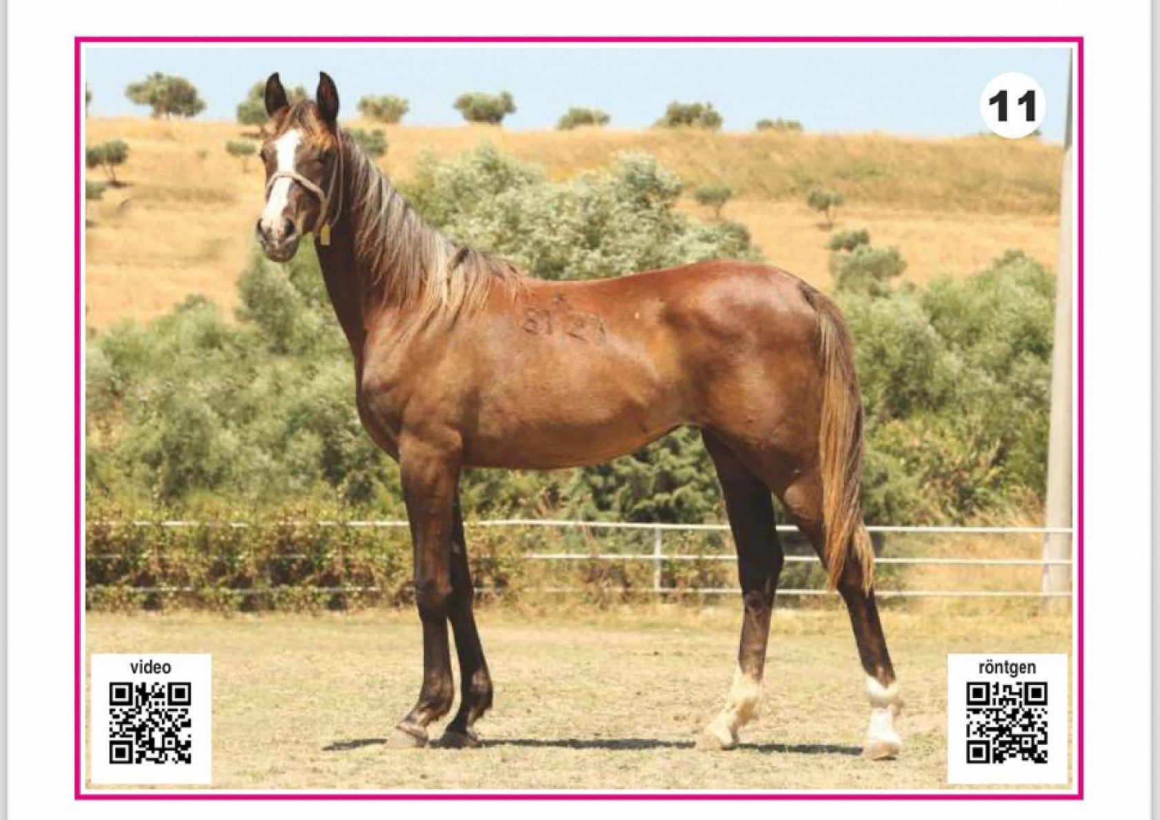 Hayallerinizi Ertelemeyin: Bu İhaleyi Kaçırmayın! İşte Taylar ve Özellikleri...