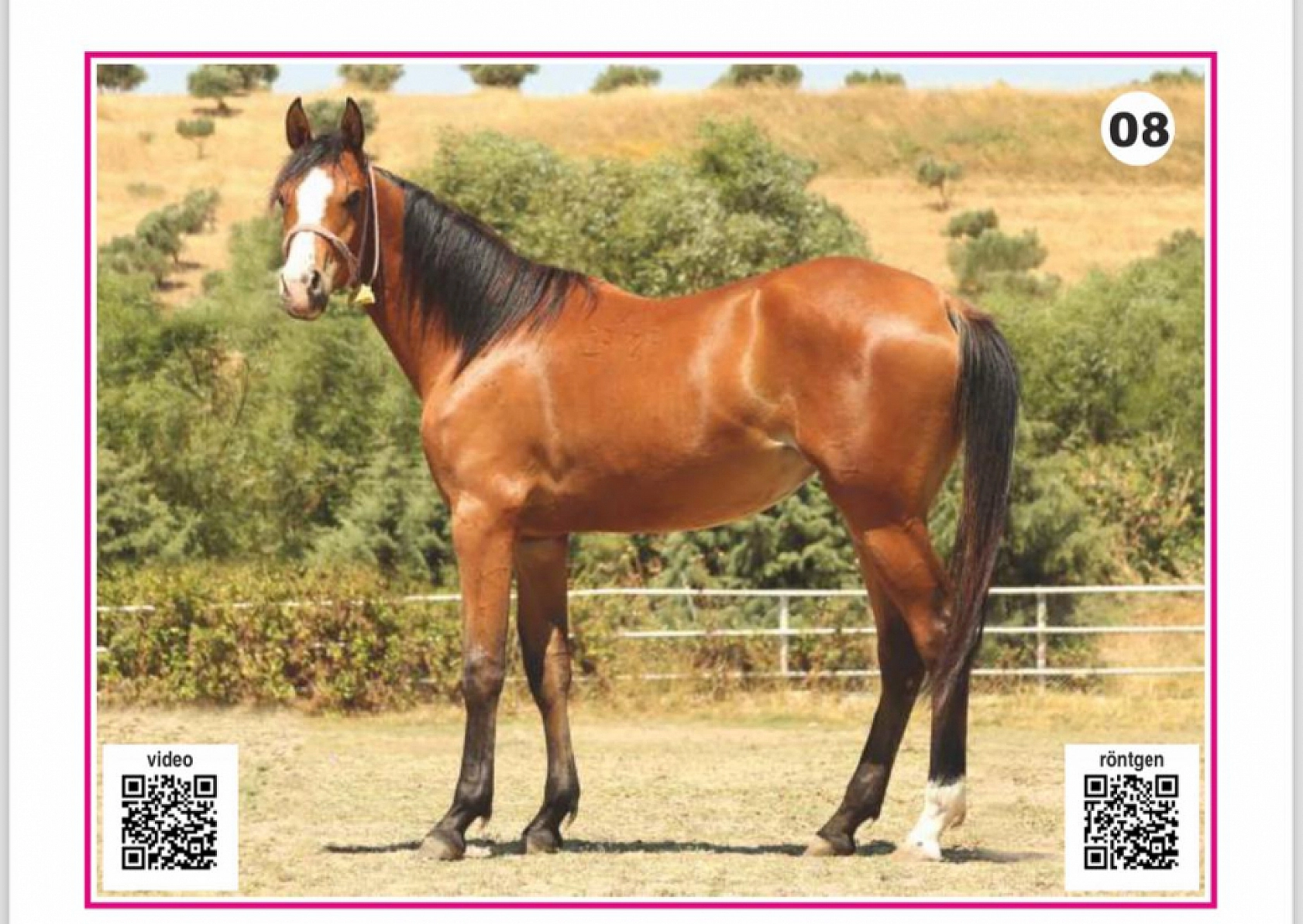 Hayallerinizi Ertelemeyin: Bu İhaleyi Kaçırmayın! İşte Taylar ve Özellikleri...