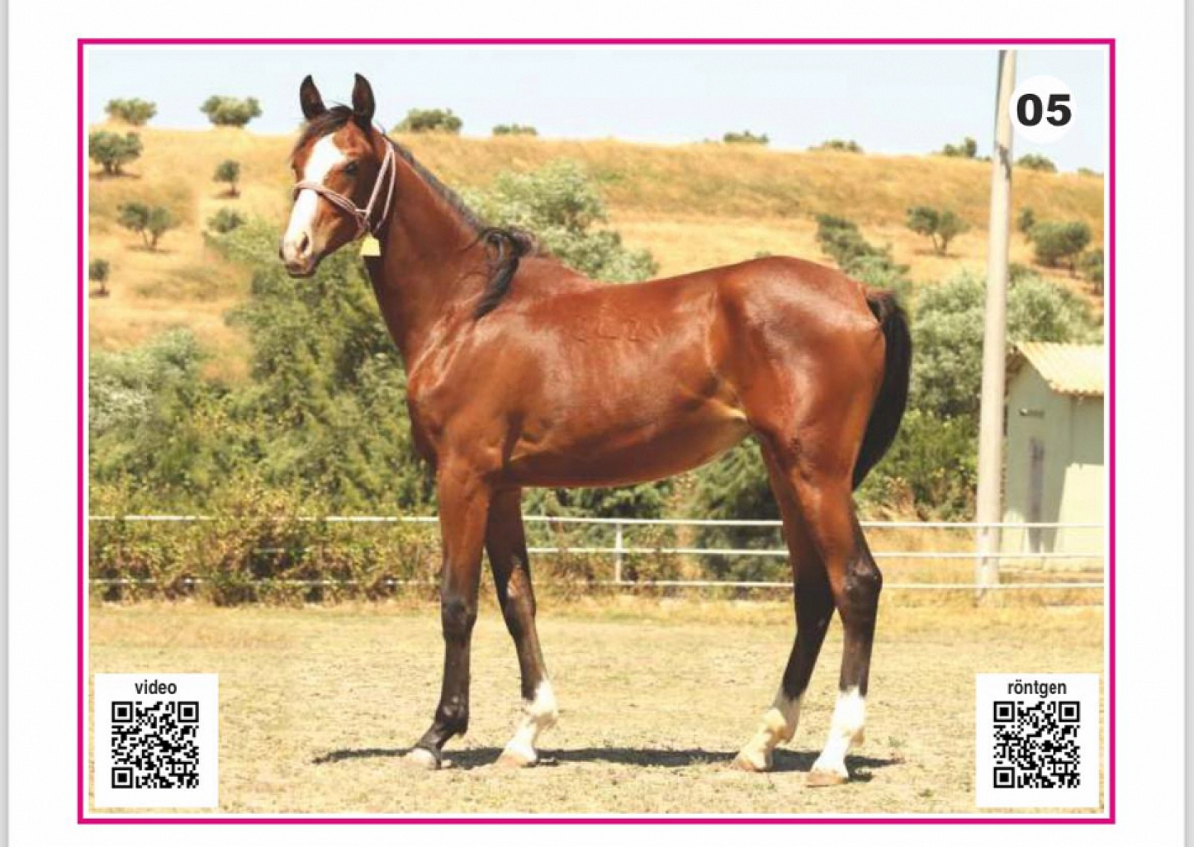 Hayallerinizi Ertelemeyin: Bu İhaleyi Kaçırmayın! İşte Taylar ve Özellikleri...