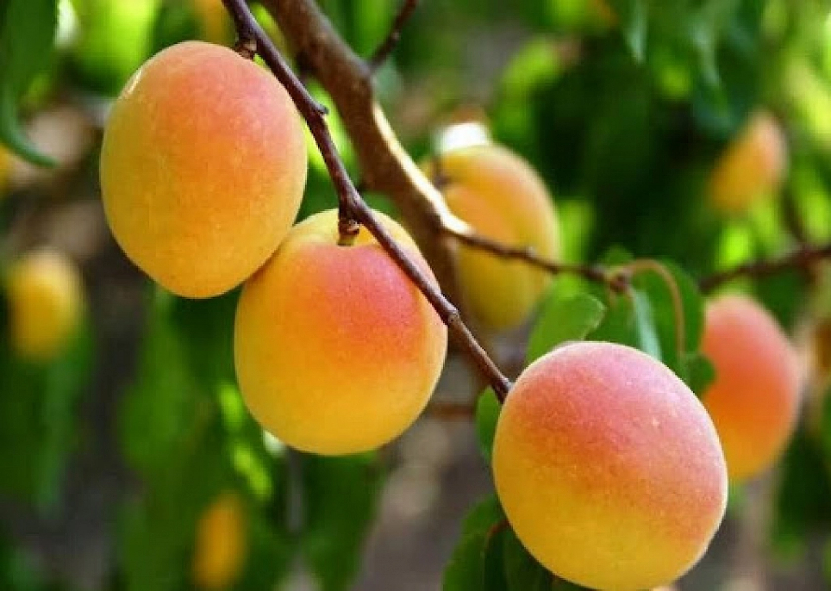 Fiyatlar Dibi Gördü: 50 Kilo Kayısı 1 Çeyrek Altın Ediyor!