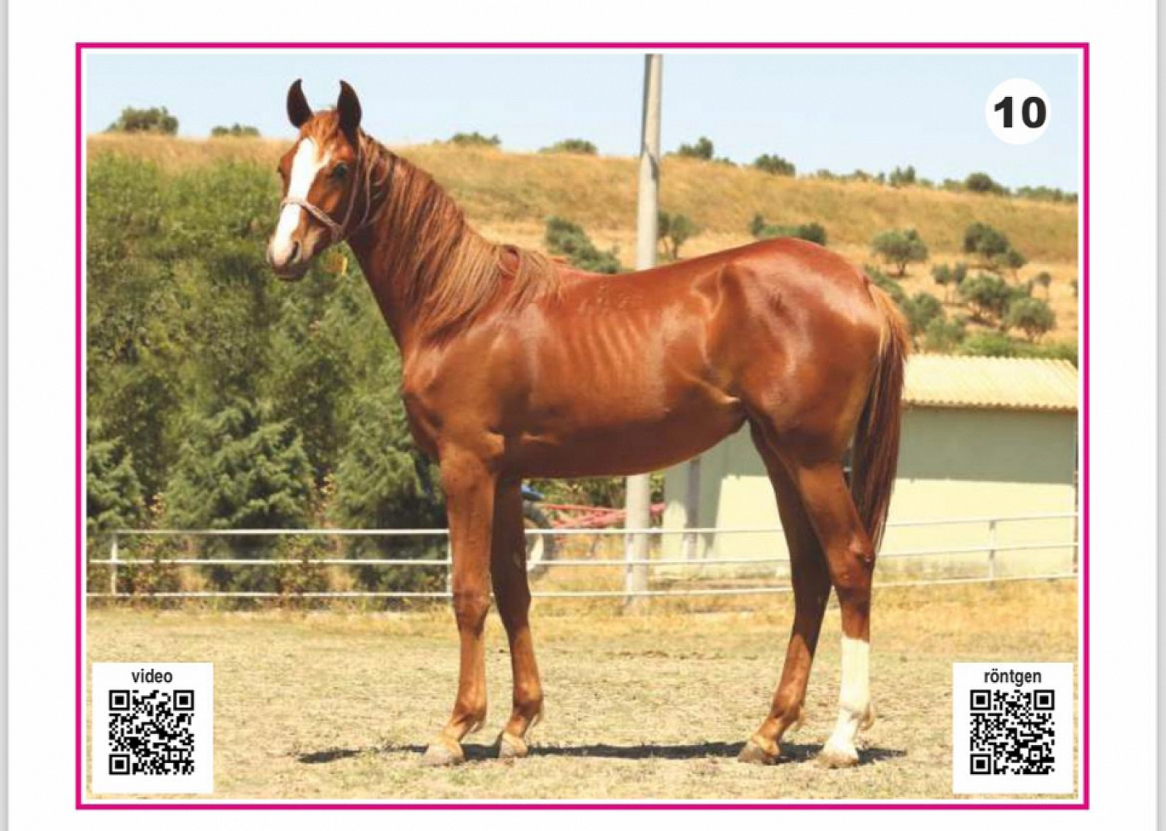 Hayallerinizi Ertelemeyin: Bu İhaleyi Kaçırmayın! İşte Taylar ve Özellikleri...