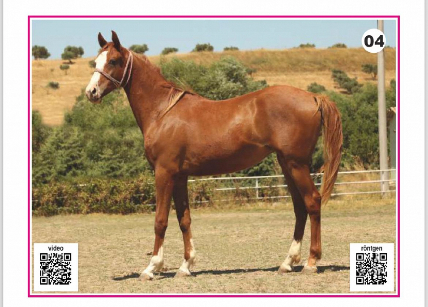 Hayallerinizi Ertelemeyin: Bu İhaleyi Kaçırmayın! İşte Taylar ve Özellikleri...