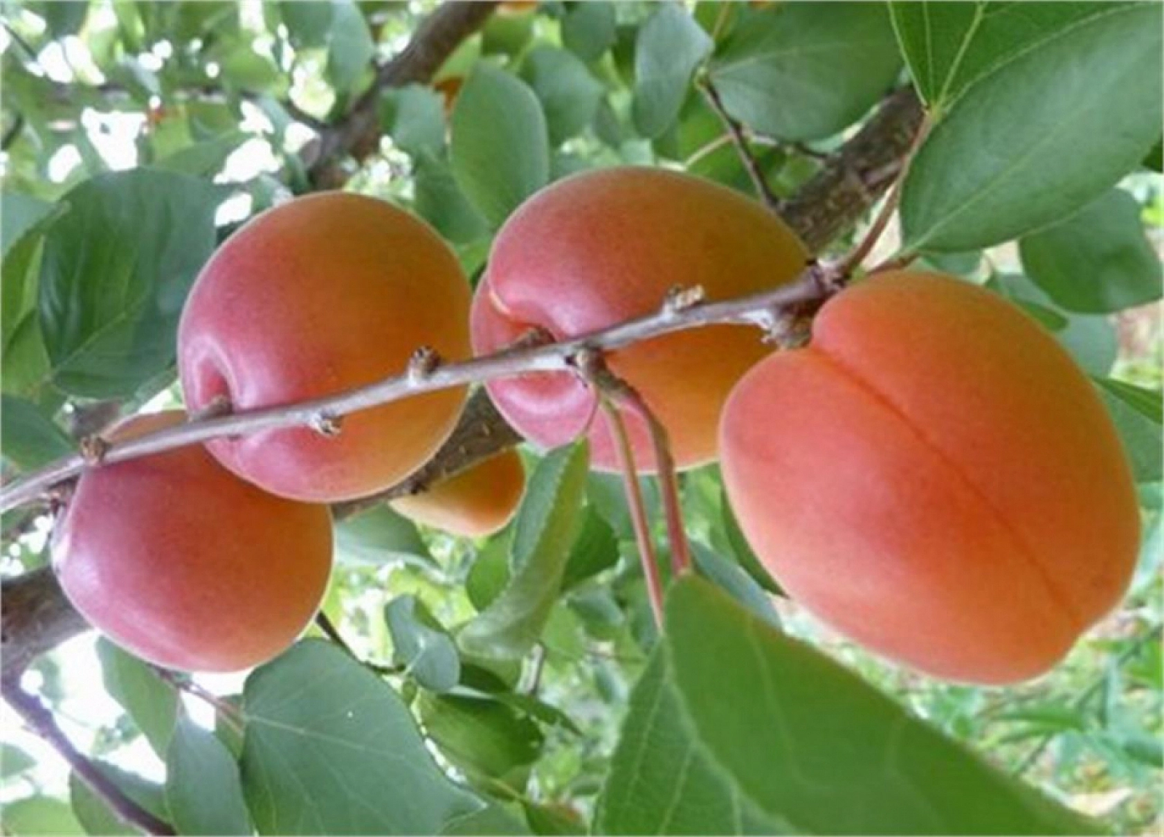 Hatalar Verimi Düşürüyor: Kayısı Fidanı Dikiminde Bu Yanlışlardan Uzak Durun!