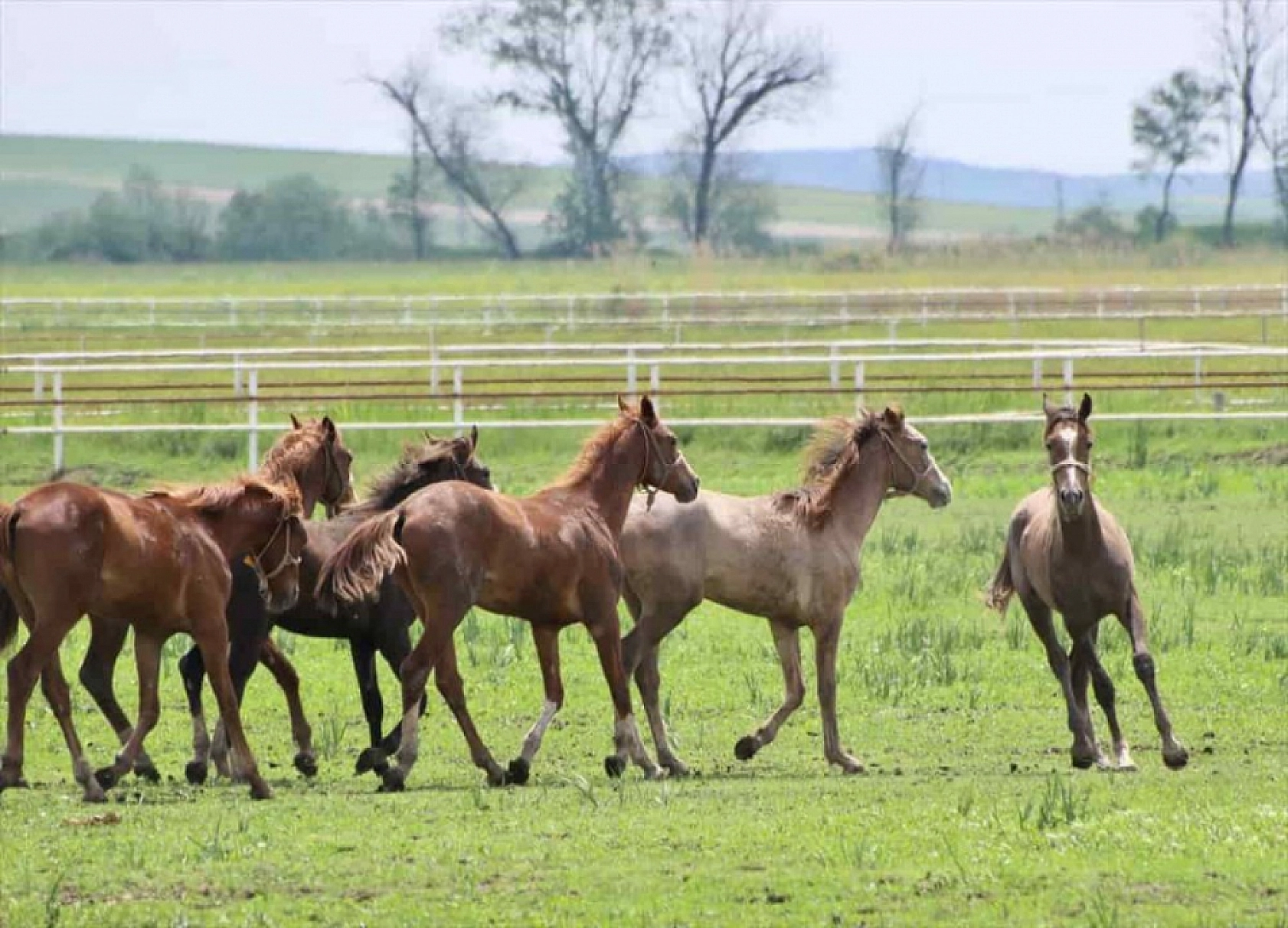 Malatya'da Yetiştirilen Milyonluk Taylar İstanbul'da Görücüye Çıkıyor!