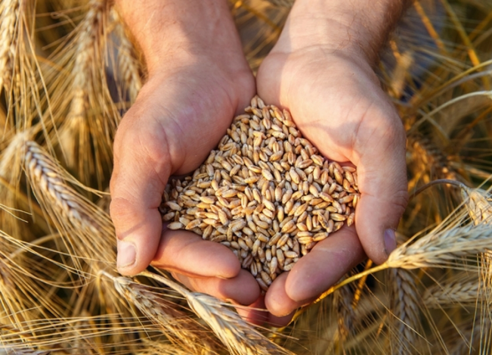 Uzmanı uyardı: Buğday Ekimleri Artık O Ayda Yapılmalı!