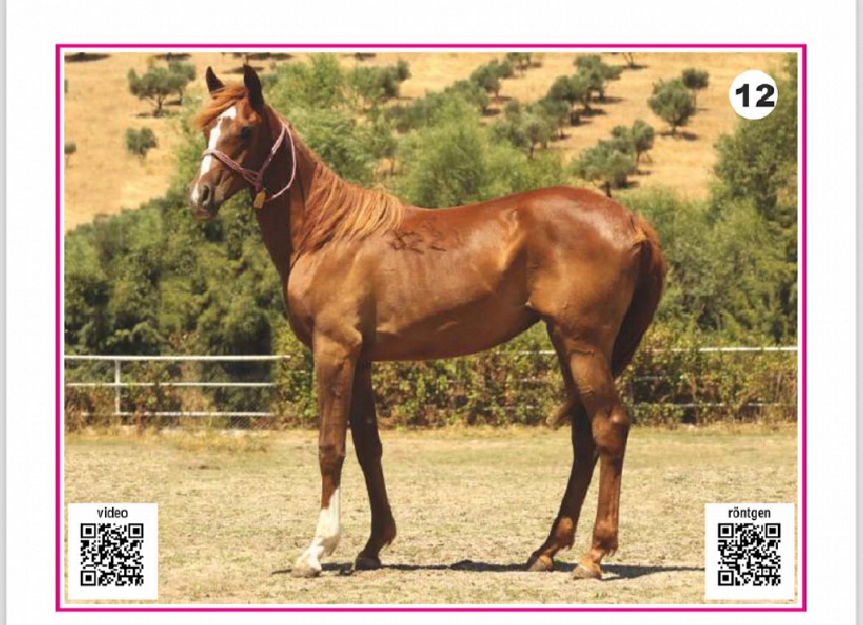 Hayallerinizi Ertelemeyin: Bu İhaleyi Kaçırmayın! İşte Taylar ve Özellikleri...