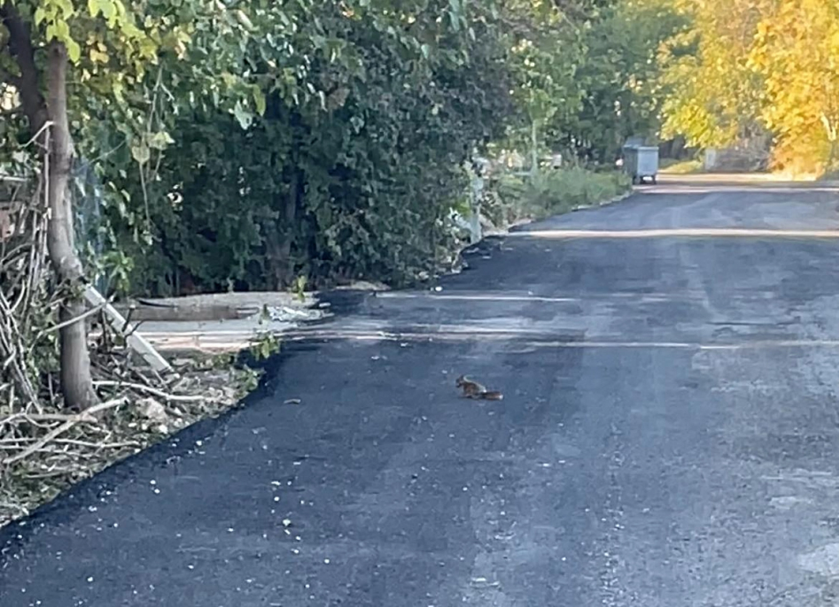Malatya'da Yiyecek Arayan Sincap Cep Telefonu Kameralarına Takıldı!...