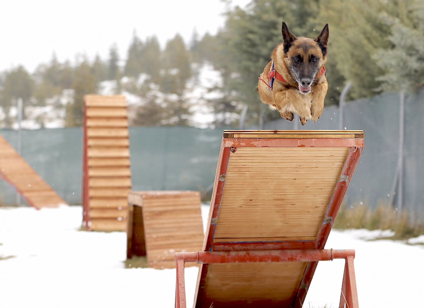Malatya'nın kahraman köpeği Sima! Afetlerde görev başında