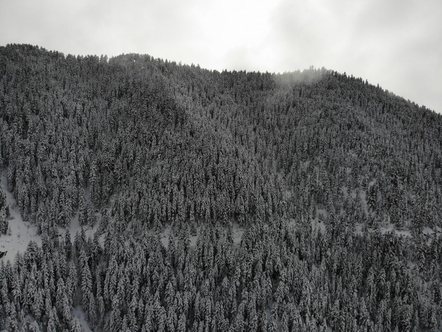 2 Bin 50 Rakımlı Zigana Dağı Beyaza Büründü