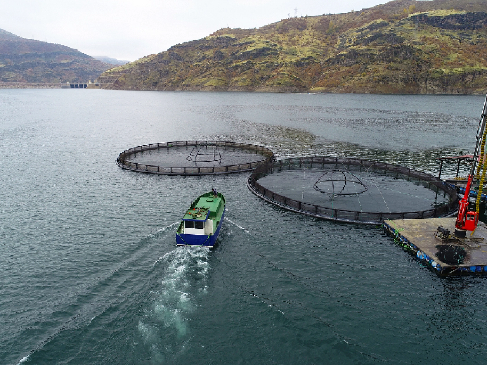 Anadolu'da yetiştirilen alabalıklar 36 ülkeye ihraç ediliyor