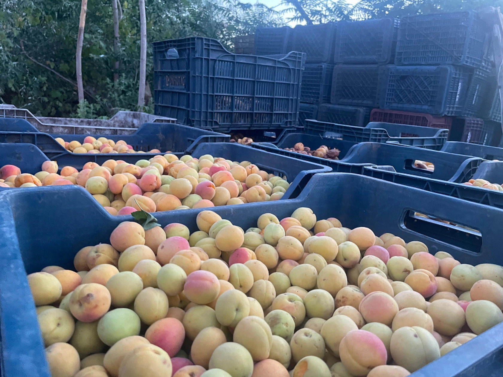Malatya Kayısısına Bilimsel Yaklaşım! Çiftçinin Tecrübesi Bilimle Buluşacak!