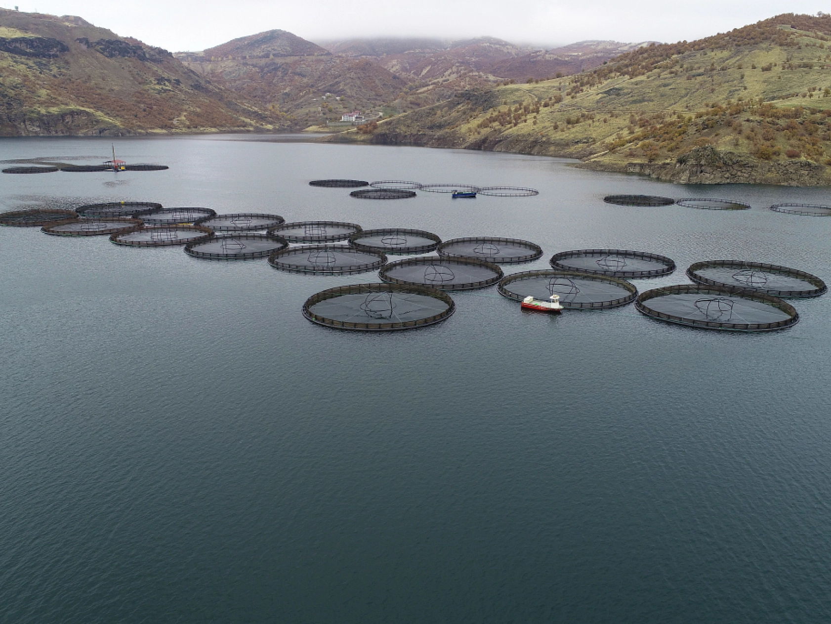 Anadolu'da yetiştirilen alabalıklar 36 ülkeye ihraç ediliyor