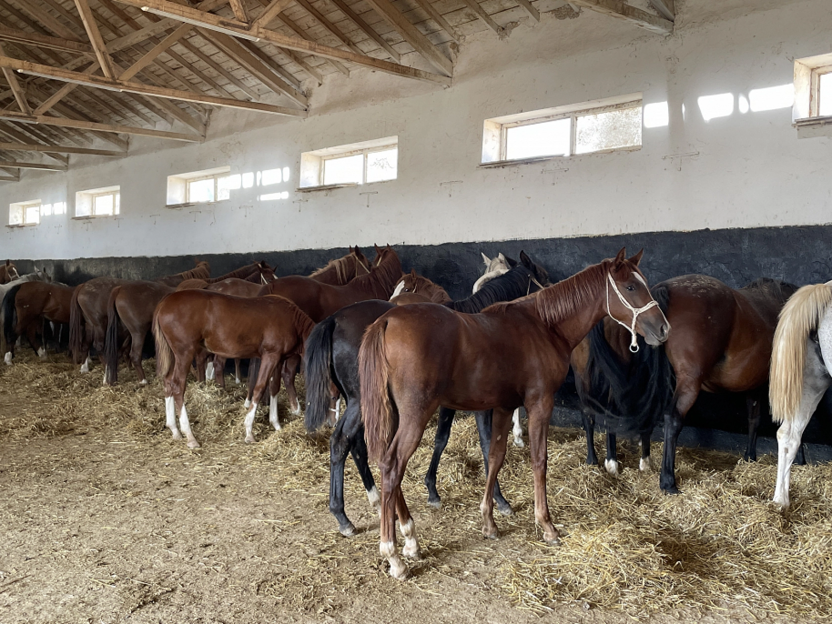 Safkan taylar özenle yetişiyor