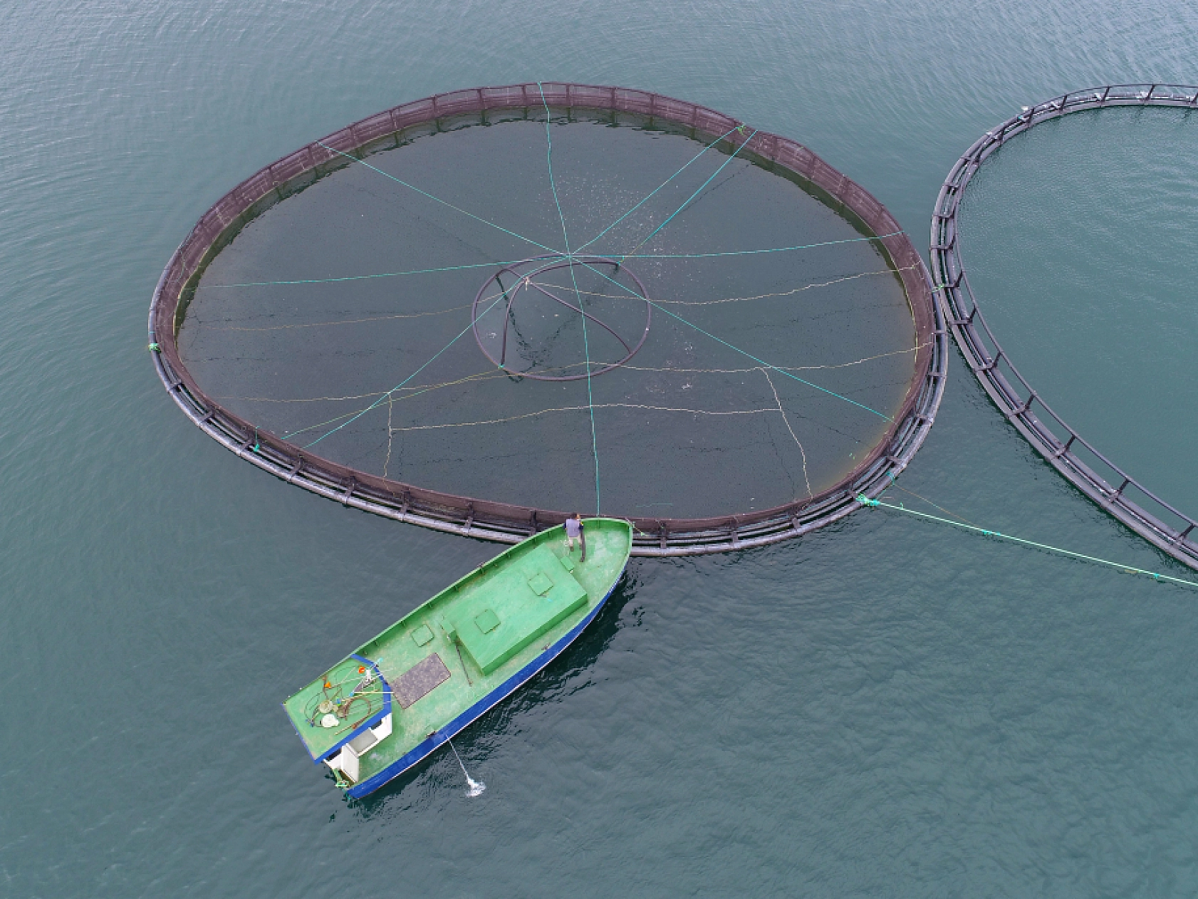 Anadolu'da yetiştirilen alabalıklar 36 ülkeye ihraç ediliyor