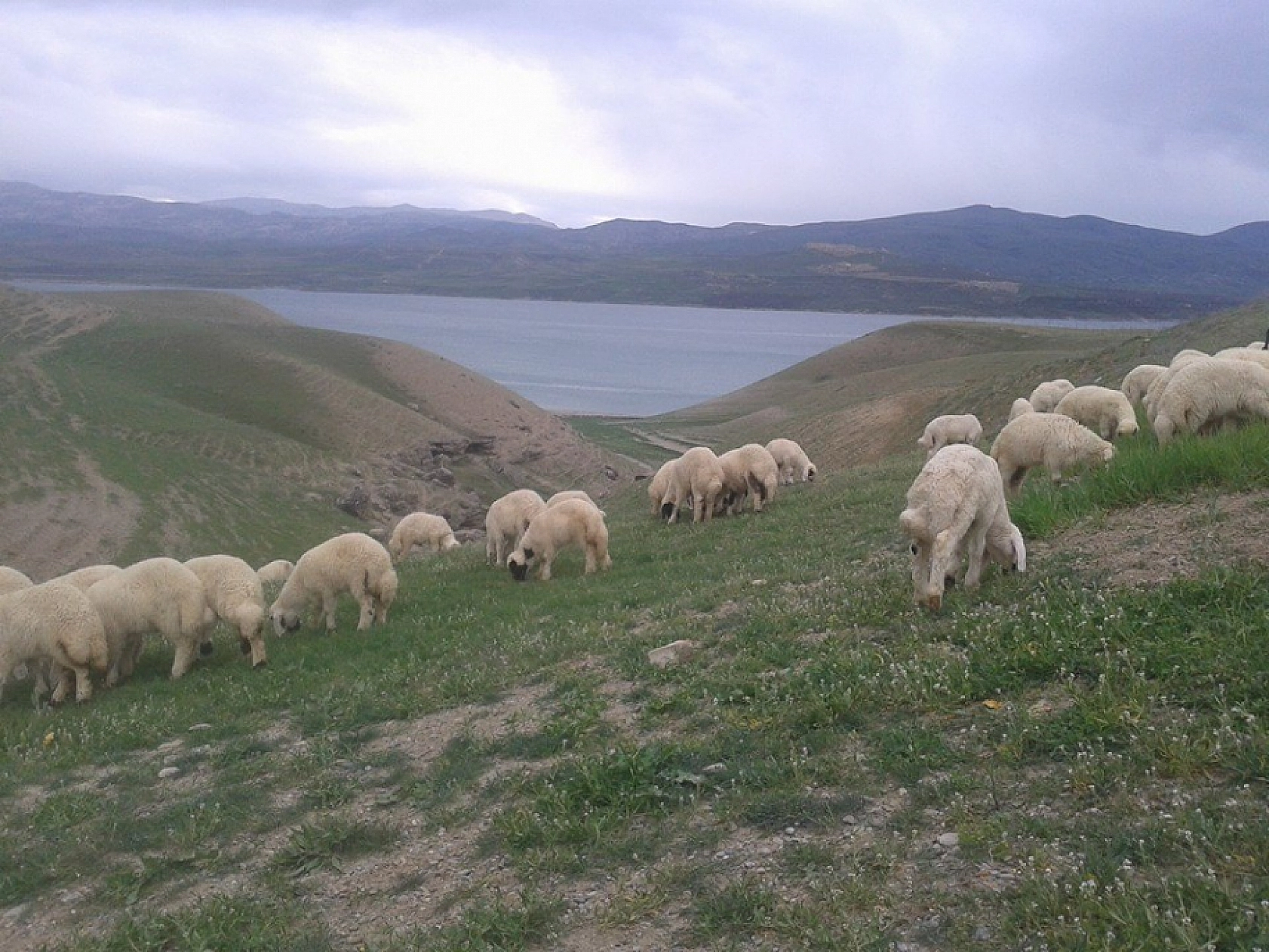 Malatya'da Bir Mahallenin İlave İmar Planı Onaylandı!