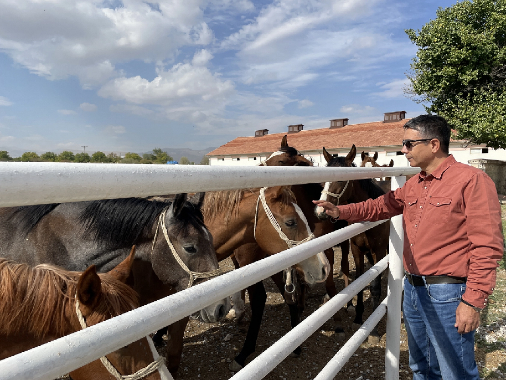 Safkan taylar özenle yetişiyor